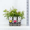 Rosa GROUND COVERING MIX