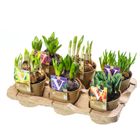 Plantas bulbosas MIX