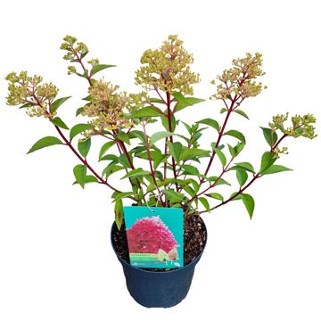 Гидрангея метельчатая PETITE FLORI