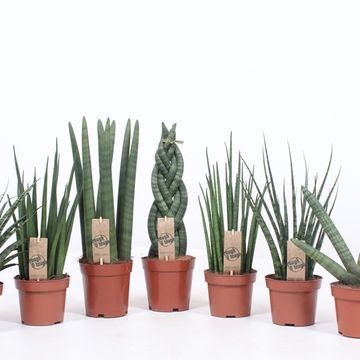 Sansevieria MIX