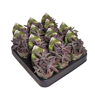 Kalanchoe daigremontiana