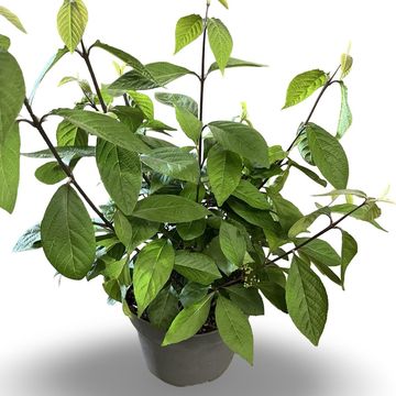 Callicarpa bodinieri 'Profusion'