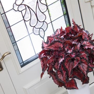 Begonia BELEAF INCA NIGHT