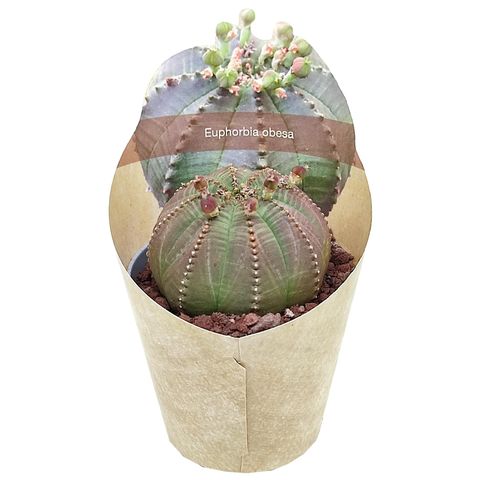 Euphorbia obesa