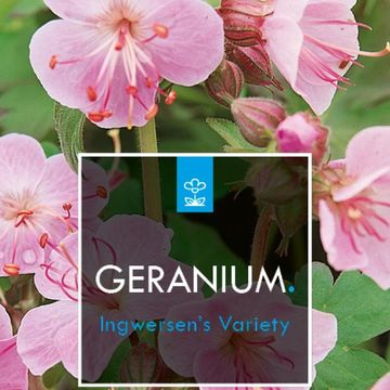 Geranium macrorrhizum 'Ingwersen's Variety'