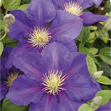 Clematis 'General Sikorski' (LL)
