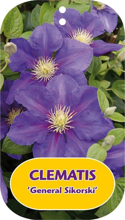 Clematis 'General Sikorski' (LL)
