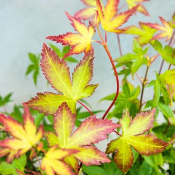 Acer palmatum 'Little Princess'