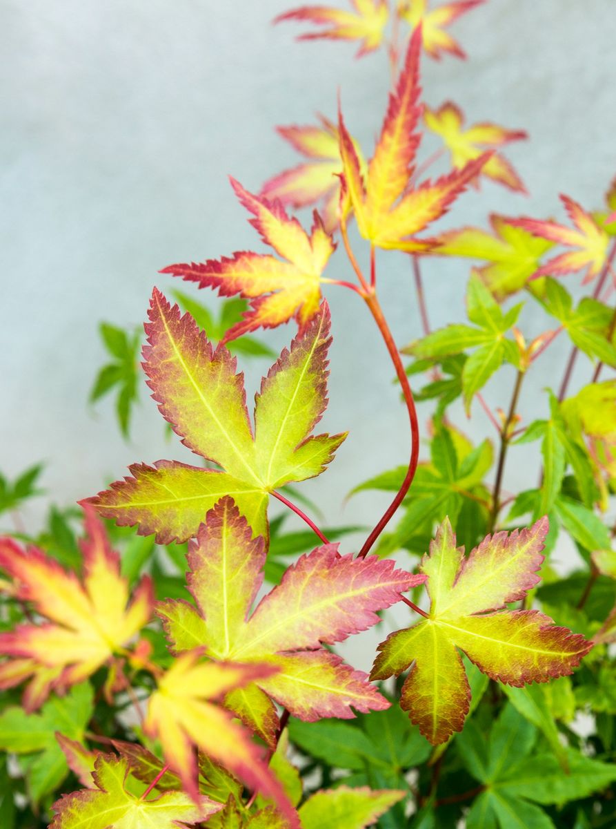 Acer palmatum 'Little Princess'