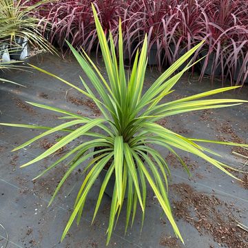 Cordyline australis 'Peko'