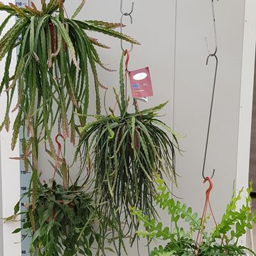 Rhipsalis MIX