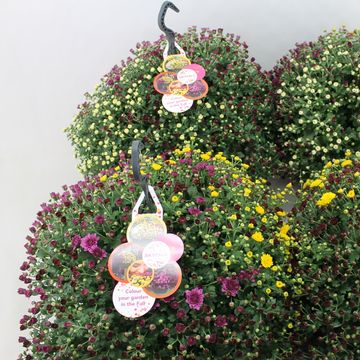 Chrysanthemum SKYFALL MIX IN POT