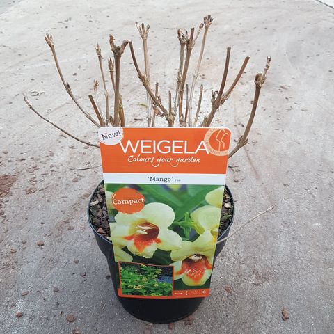 Weigela middendorffiana 'Mango'