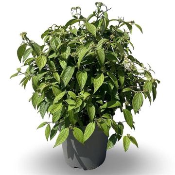 Viburnum plicatum 'Watanabe'