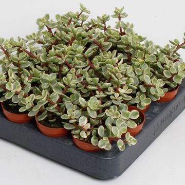 Portulacaria afra 'Variegata'