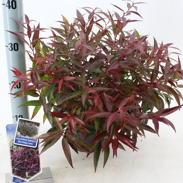 Leucothoe keiskei BURNING LOVE