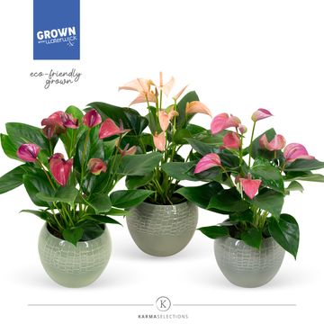 Anthurium KARMA MULTIFLORA MIX