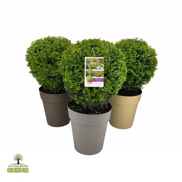 Buxus sempervirens