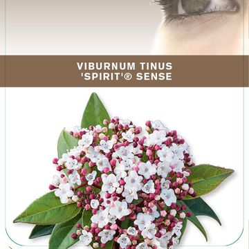Viburnum tinus SPIRIT