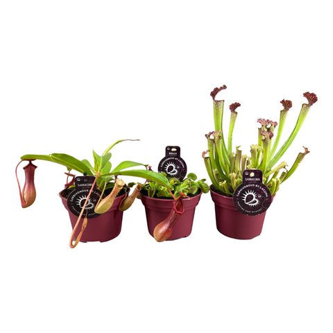 Carnivorous plants MIX