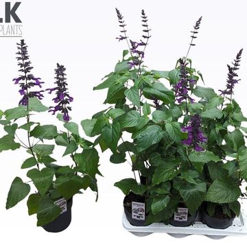 Salvia guaranitica 'Purple & Bloom'