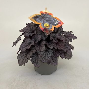 Heuchera INDIAN SUMMER HUCKLEBERRY