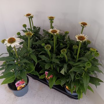 Echinacea SOMBRERO BLANCO