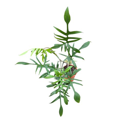 Philodendron polypodioides