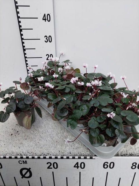 Cyclamen coum — Plant Wholesale FlorAccess