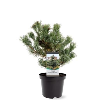 Pinus parviflora 'Negishi'