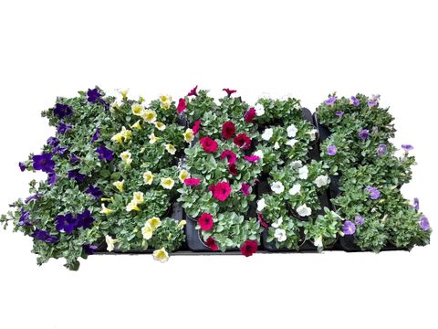 Petunia SURFINIA MIX