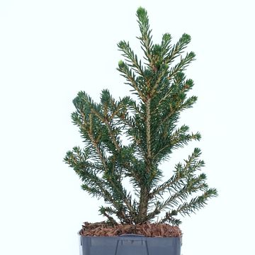 Picea abies 'Вилс Цверг'