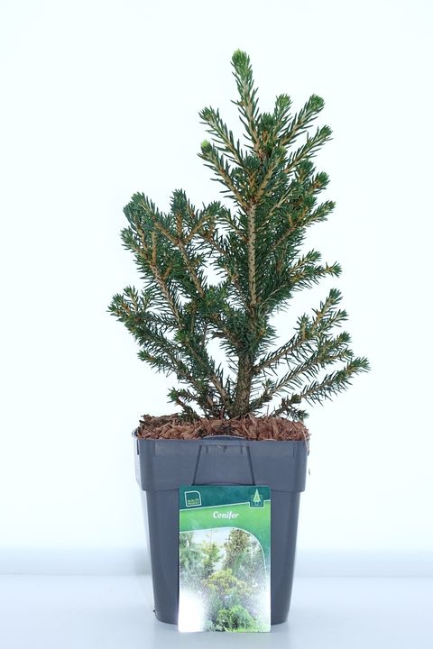 Picea abies 'Вилс Цверг'