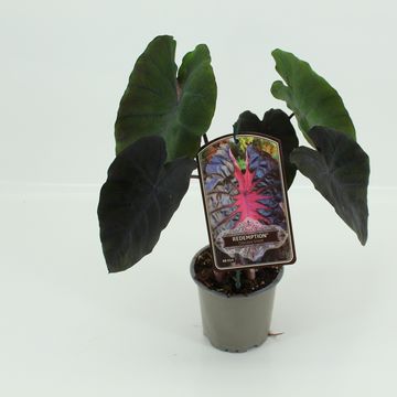 Colocasia 'Redemption'