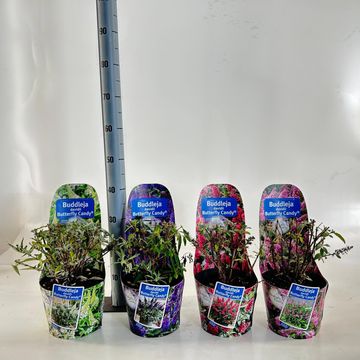 Buddleja davidii BUTTERFLY CANDY MIX