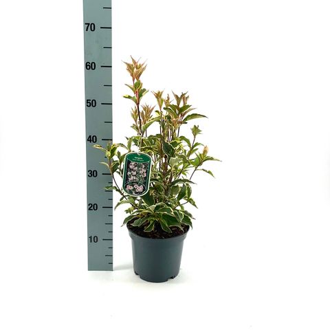 Weigela 'Nana Variegata'