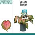Caladium 'Chinook'