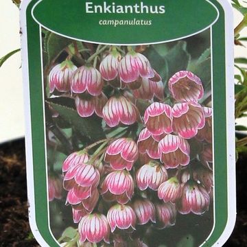 Enkianthus campanulatus