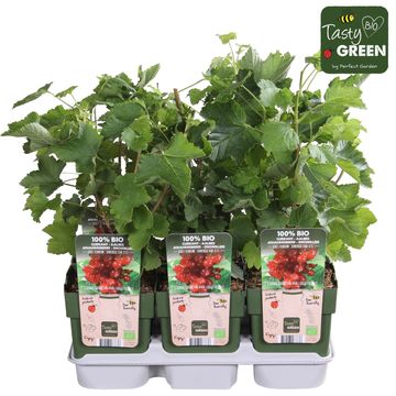 Ribes rubrum 'Jonkheer van Tets'