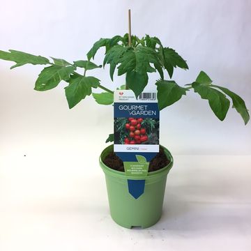 Solanum lycopersicum 'Gemini'