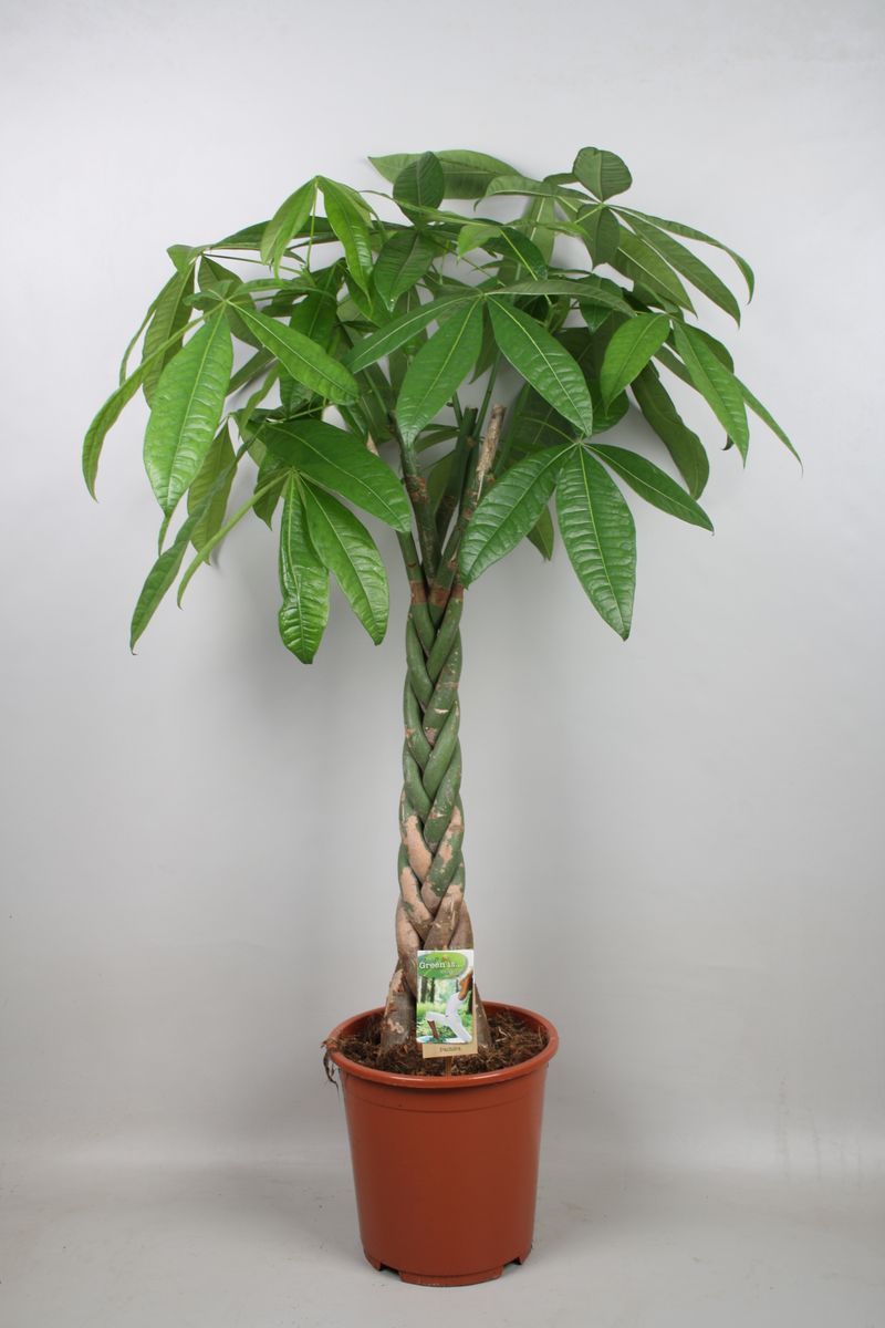 Pachira aquatica — Plant Wholesale FlorAccess