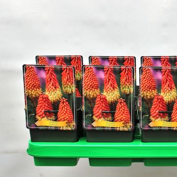 Kniphofia caulescens