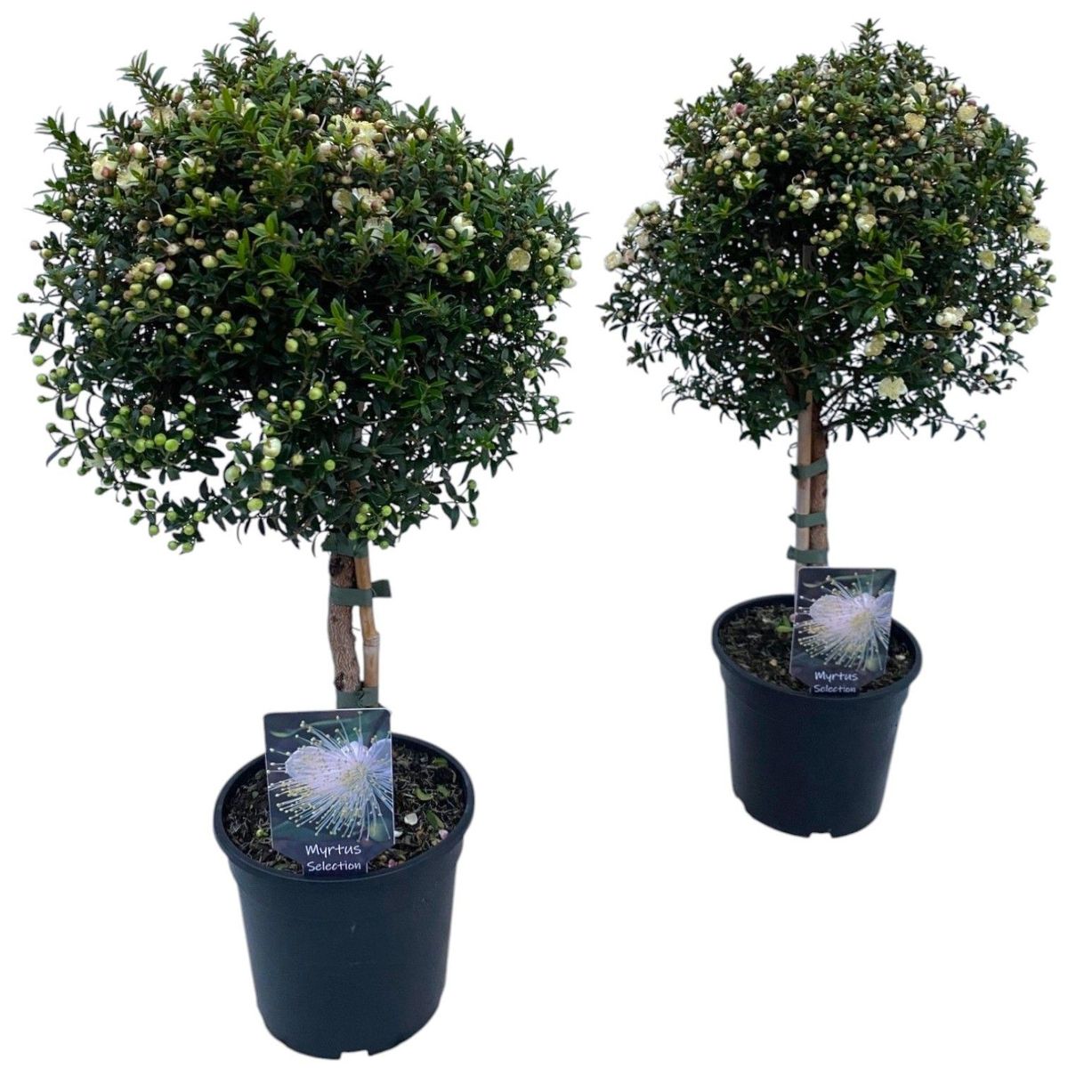 Myrtus communis  Pflanzengrohandel FlorAccess