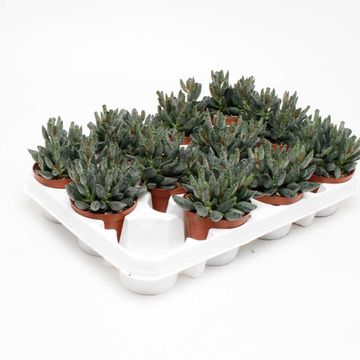 Adromischus maculatus