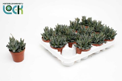 Adromischus maculatus