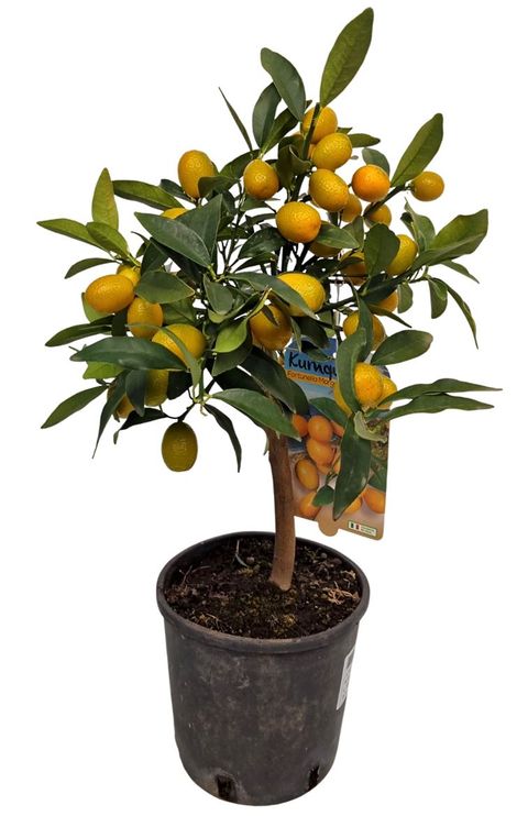Citrus japonica