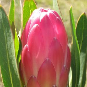 Protea 'Liebencherry' (Flora Toscana)