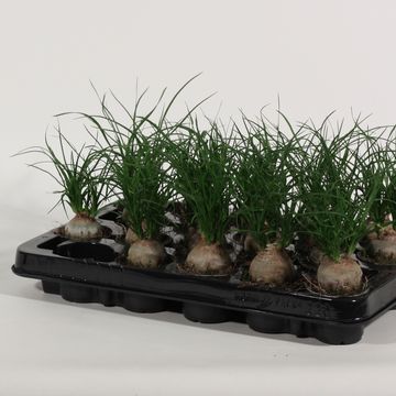 Beaucarnea recurvata