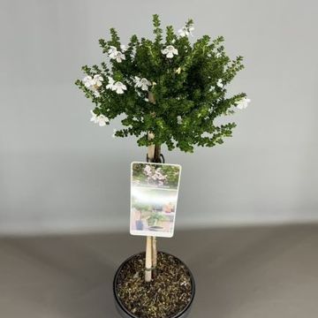 Prostanthera cuneata