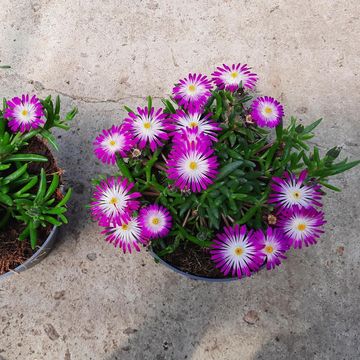 Delosperma cooperi LIDO MAGENTA